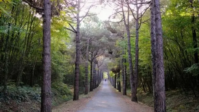 जमाल ख़ाशोज्जी, तुर्की, सऊदी अरब, अंतरराष्ट्रीय राजनीति, मध्य पूर्व, राजनीति
