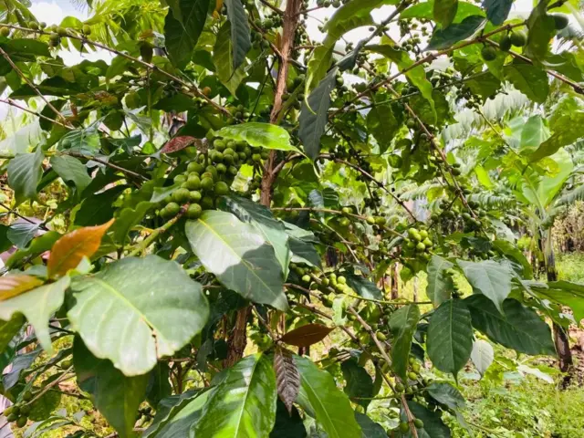 Mibuni