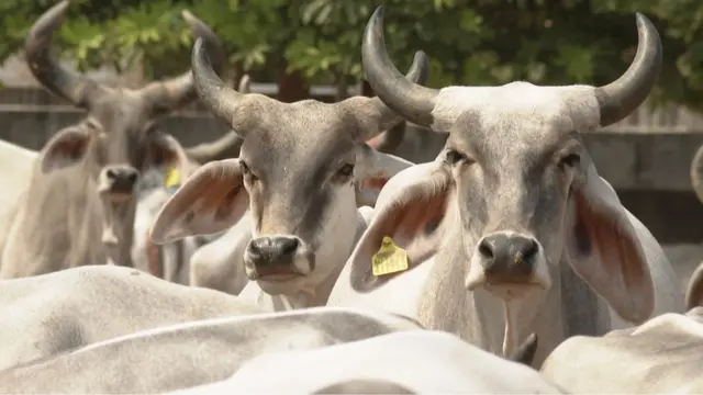 મુખ્યમંત્રી ગૌમાતા પોષણ યોજના એ ઘણા વર્ષો બાદ જાહેર થયેલી એવી પ્રથમ યોજના છે, કે જેમાં સરકારે ગાય દીઠ 30 રૂપિયા સહાય સ્વરુપે આપવાની જાહેરાત કરી હતી