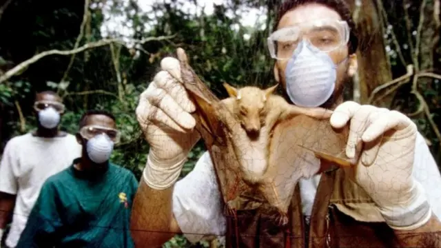 বাদুড় থেকে একাধিক ভাইরাসজনিত রোগ মানুষের মধ্যে ছড়িয়েছে
