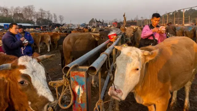 Un marché de bétail à Jinhua, en Chine