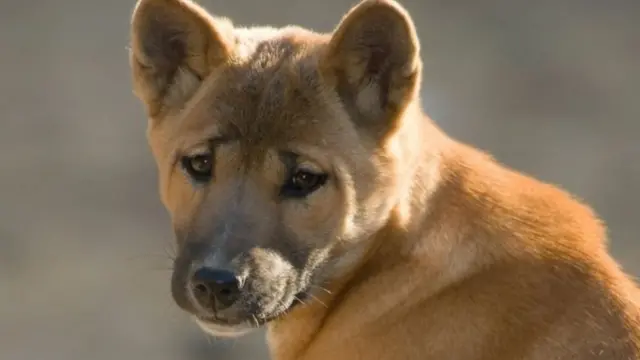 نیو گنی گانے والا کتا