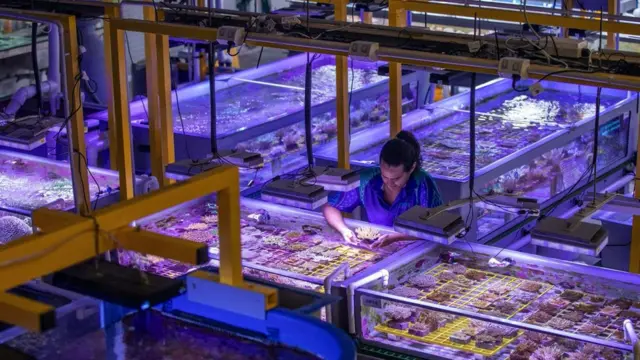 селекція коралів