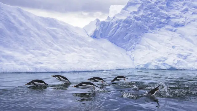 Gentoo penguins swimming