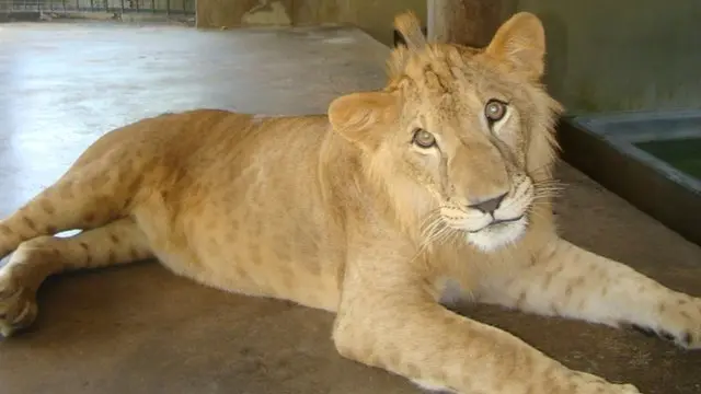 Dog breastfeed an abandoned lion cub in Sri Lanka