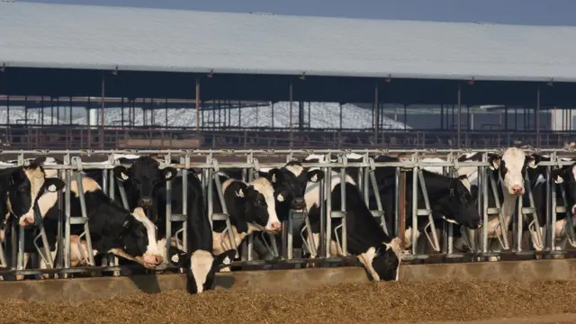 Коровы на ферме