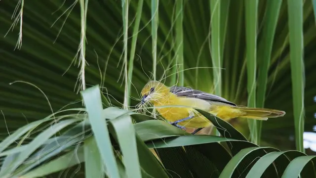 Oriole encapuçado