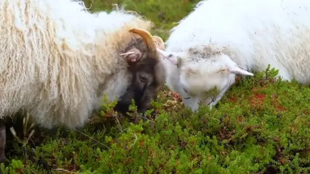 नॉर्वे का वो इलाक़ा, जहां नाव खेने की परंपरा को जिंदा रखा जा रहा है