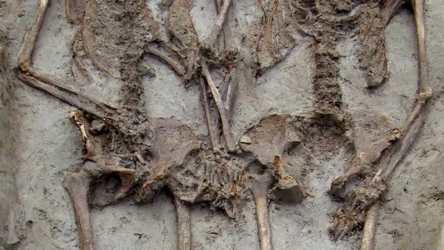 માનવકંકાળ