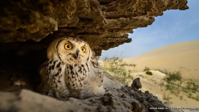 ધુવડનો ફોટો