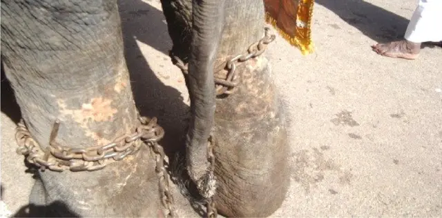 CENTRE FOR ECO-CULTURAL STUDIES