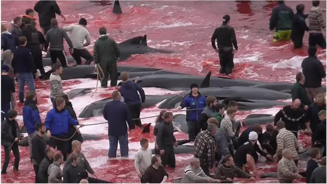 полювання на дельфінів