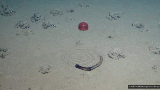 Drugačiji otisci - neobična spirala koju ostavlja crv, dok meduza lebdi