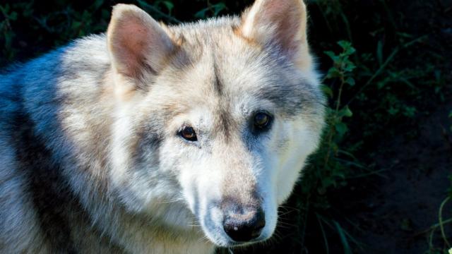 Предки всех волков, обитающих сейчас в Северной Америке, заселили континент примерно в одно время