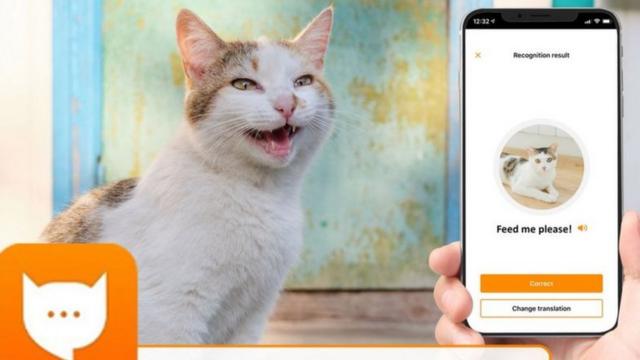 قطة وتطبيق مياو توك على هاتف