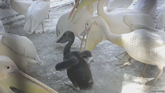 પા પા પગલી ભરી રહેલું પેલિકન