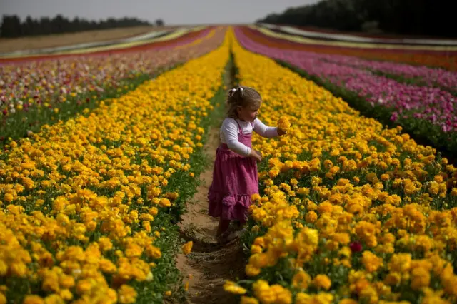 इसराइल, सिंचाई तकनीक (फ़ाइल फ़ोटो)