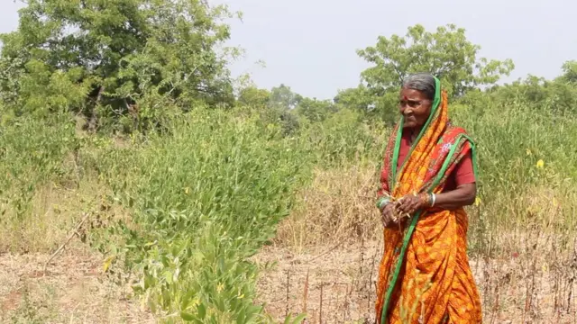 మహారాష్ట్రలో కరవు