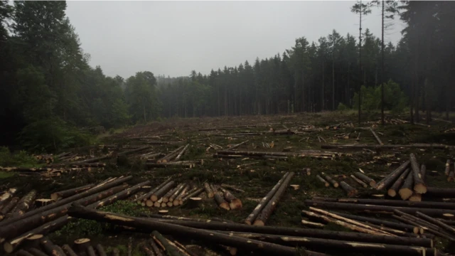 Le changement climatique est à l'origine des ravages causés par un coléoptère qui perce et détruit les arbres dans la région du Harz