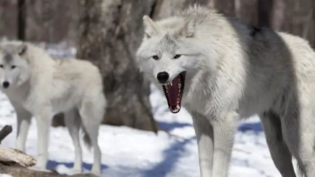 Des loups la gueule ouverte