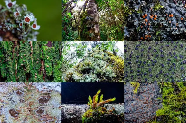 විවිධ වර්ණ සහ ත්‍රිමාන හැඩවලින් සමන්විත ලයිකන බොහෝ විට ශාක සහ පර්වත මතුපිට දක්නට ලැබේ