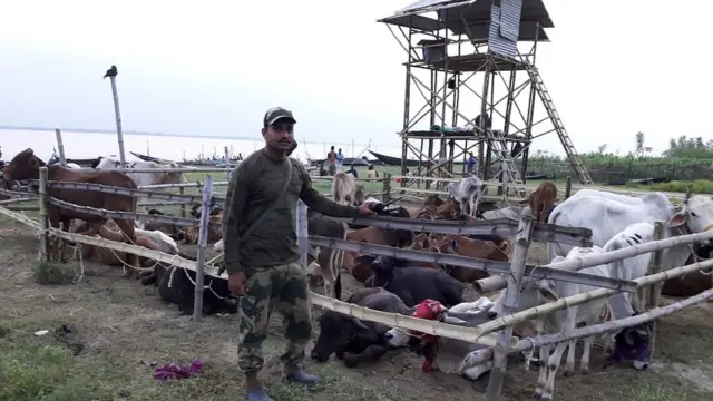 দক্ষিণবঙ্গ সীমান্তের কাছে পাচারের জন্য ধরা পড়া গরু আটকে রেখেছে বিএসএফ (ফাইল চিত্র)