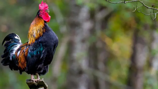 Куры могут быть очень общительными