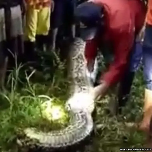 અજગરનું પેટ ચીરીને મહિલાનું શબ બહાર કાઢવામાં આવ્યું હતું