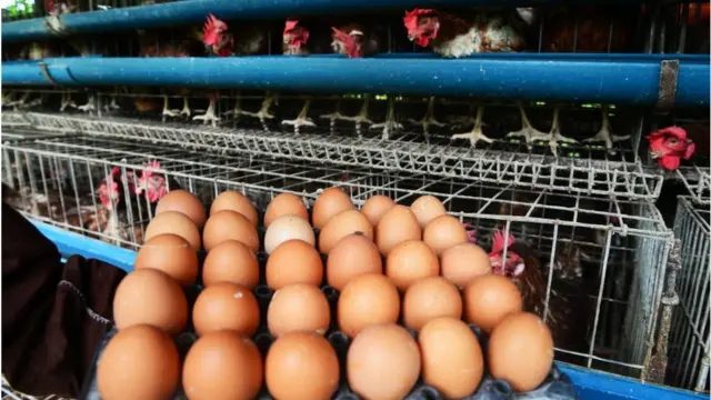 দিনে দুই কোটির বেশি ডিম উৎপাদন হয় বাংলাদেশে