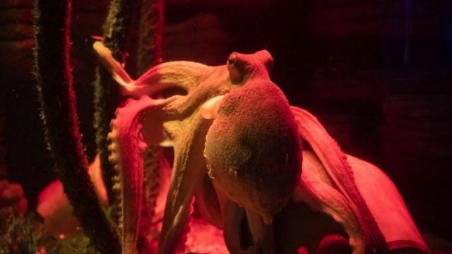 Pas la pieuvre en question, mais un Octopus Oktavius d'un an.