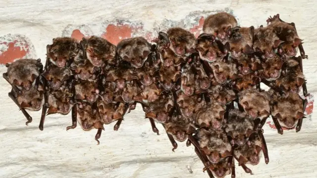 वैमपायर चमगादड़