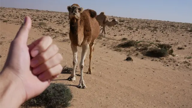 Господарі пустелі