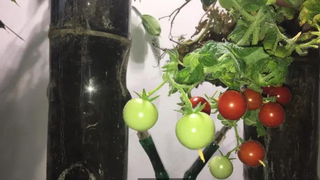 طماطم تتدلى من اسطوانات في المختبر