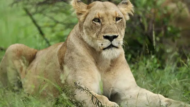 சிங்கம்