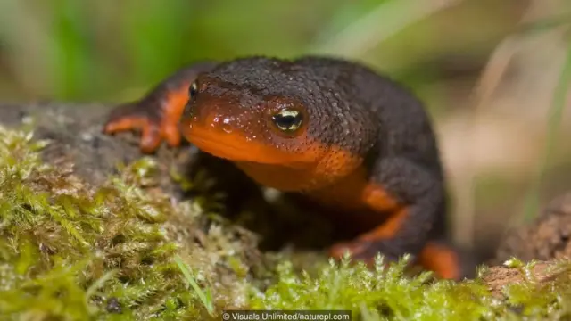 A rough-skinned newt (Taricha granulosa)