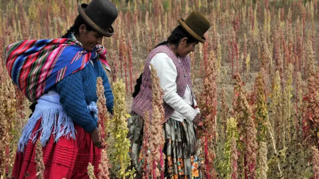Dos cultivadoras de quinua trabajando en el campo.