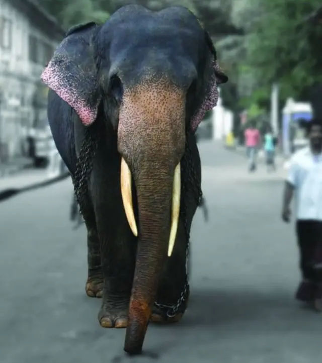 සිංහ රාජා