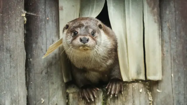 An otter in the Moscow Zoo