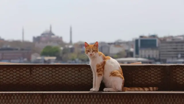 Кошка на фоне собора