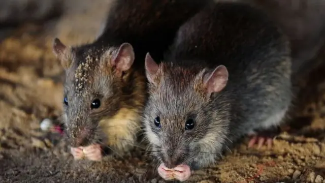 Awọn eku to n jẹun