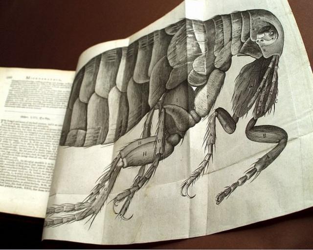 Página do livro Micrographia, de Hooke, com gravura de inseto ocupando toda a página.