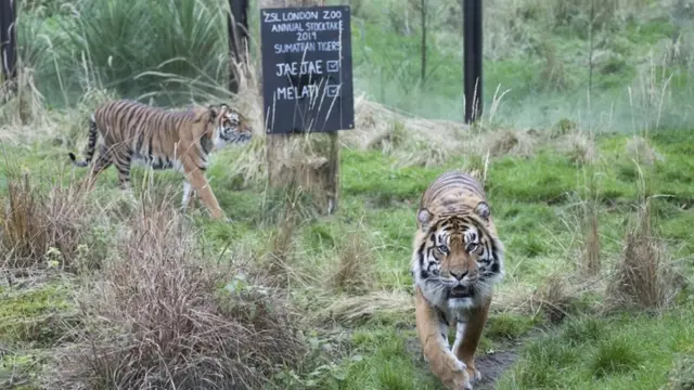 Мелати и Джей-Джей