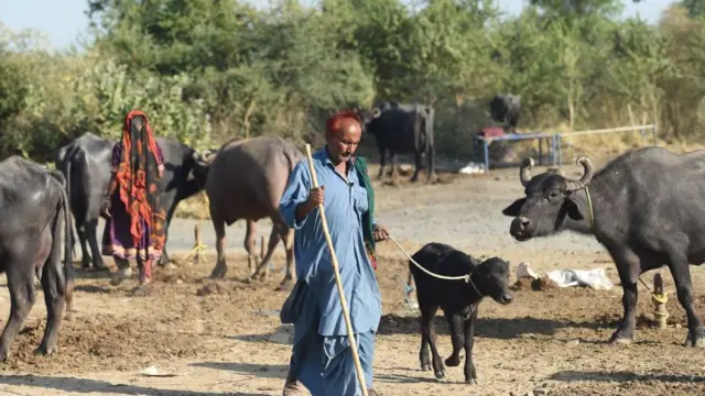 ભેંસ ચરાવતી એક વ્યક્તિ