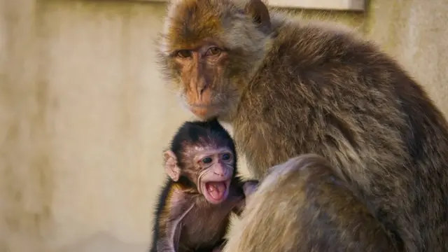 小猕猴张嘴大喊