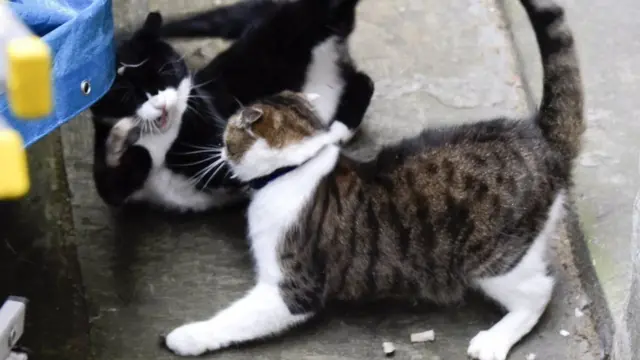 Ларрі та Палмерстон - сусіди