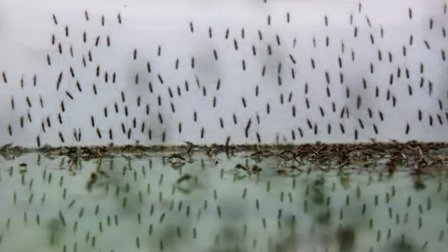 የወባ ትንኞች