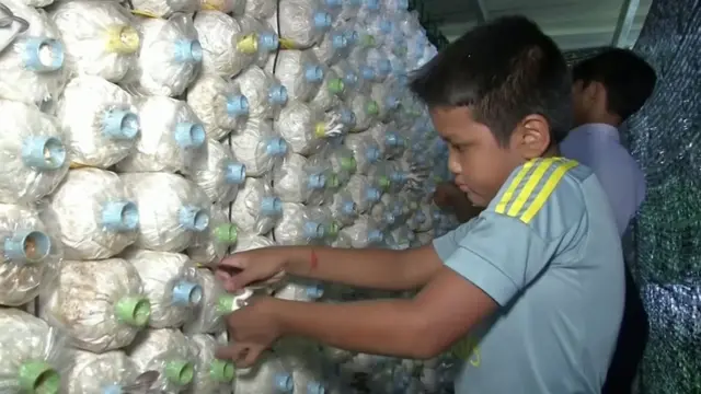 การเพาะเห็ด คือกิจกรรมที่จะกลายเป็นวิชาชีพติดตัวเด็ก ๆ ไปในอนาคต