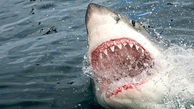 Белые акулы считаются самыми опасными обитателями океана, но нам очень немного известно об их поведении и жизненном цикле