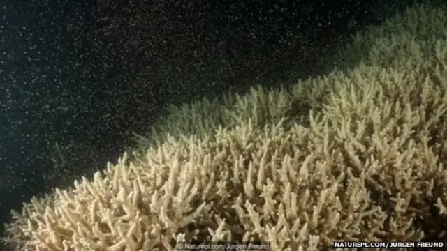 प्रवाळाचा फोटो