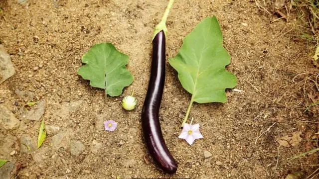 ثمرة باذنجان على الأرض